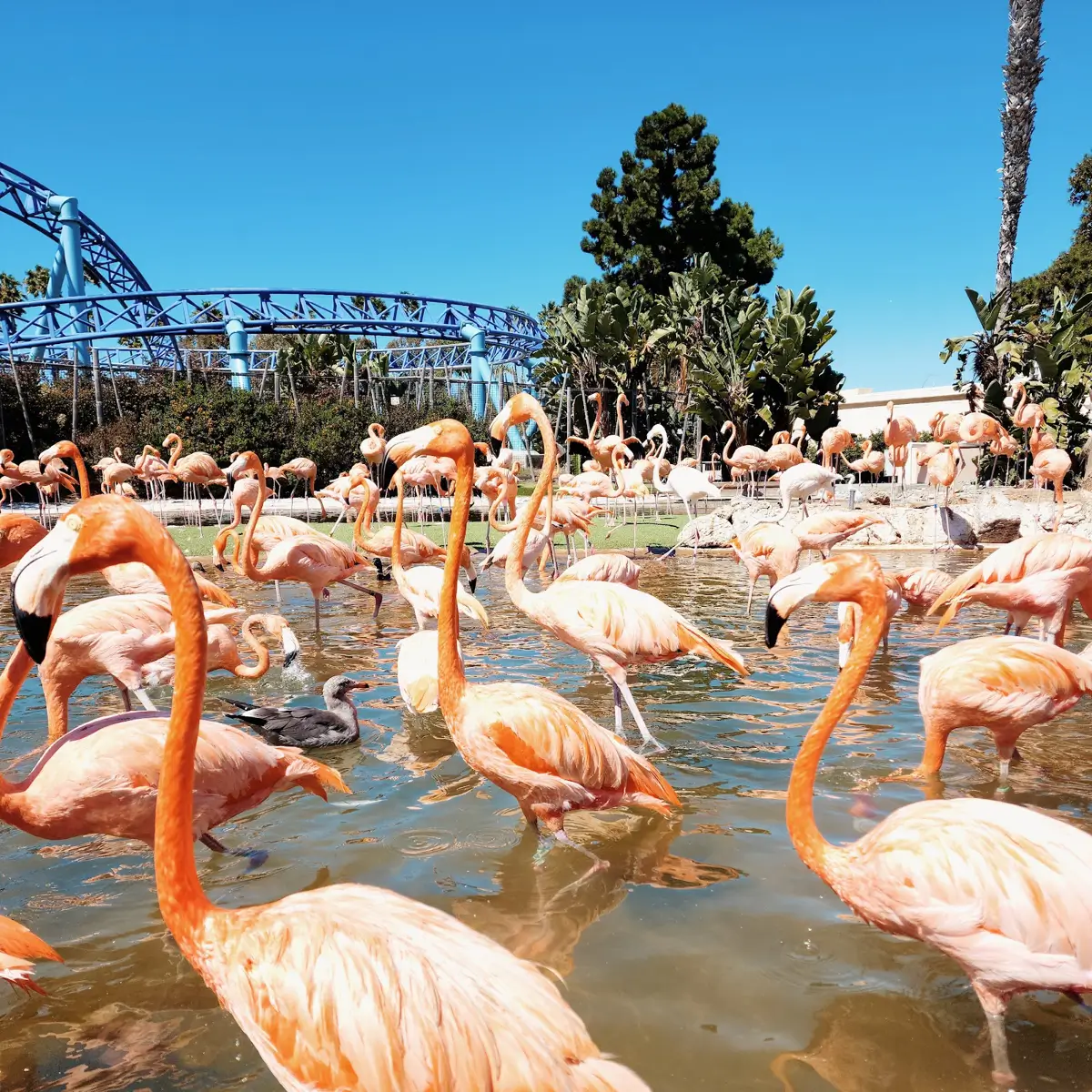 A view of many flamingos in the attraction at SeaWorld in San Diego.